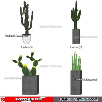 230227. Cactus Sketchup Models