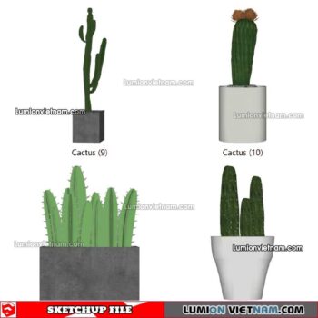 230227. Cactus Sketchup Models