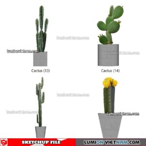230227. Cactus Sketchup Models