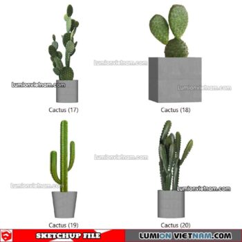 230227. Cactus Sketchup Models