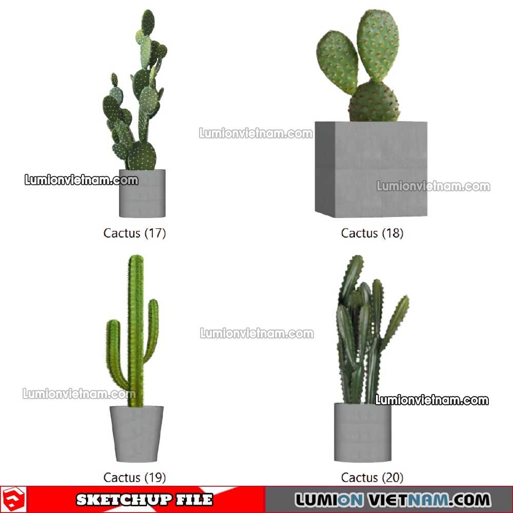 230227-Cactus-(27)-Sketchup-Models