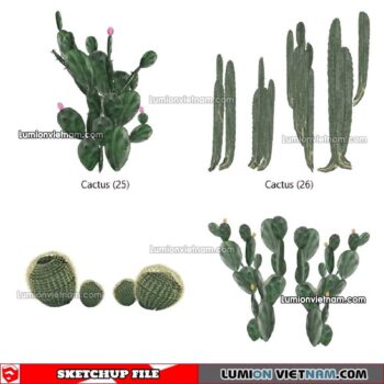 230227. Cactus Sketchup Models