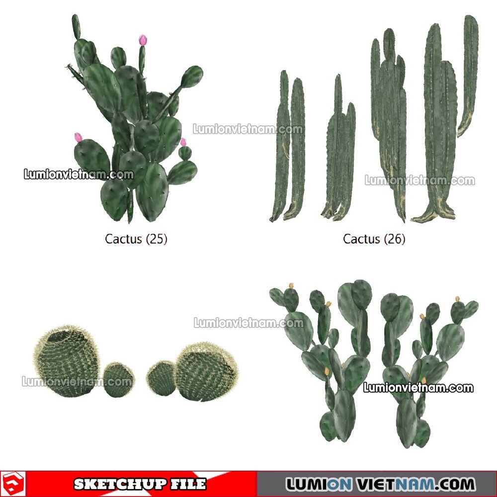 230227-Cactus-(29)-Sketchup-Models