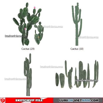230227. Cactus Sketchup Models
