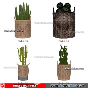 230227. Cactus Sketchup Models