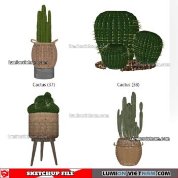 230227. Cactus Sketchup Models