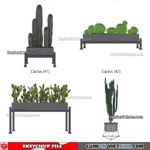 230227. Cactus Sketchup Models