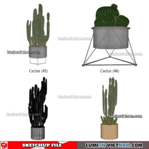 230227. Cactus Sketchup Models