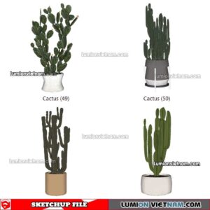 230227. Cactus Sketchup Models