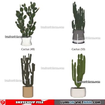 230227. Cactus Sketchup Models