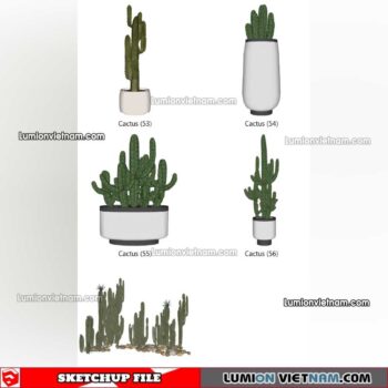 230227. Cactus Sketchup Models