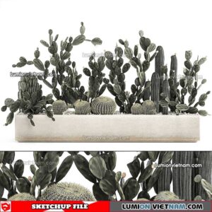230227. Cactus Sketchup Models