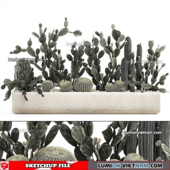 230227. Cactus Sketchup Models