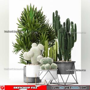 230227. Cactus Sketchup Models